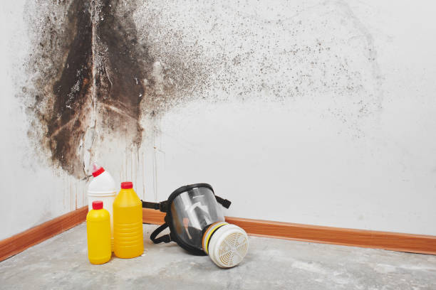 Best Mold Removal Near Me  in Ben Wheeler, TX