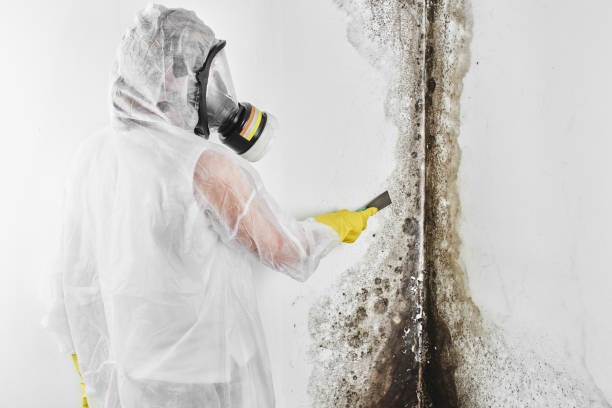 Mold Removal and Inspection in Ben Wheeler, TX