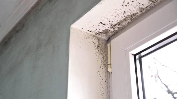 Best Best Mold Removal Companies  in Ben Wheeler, TX