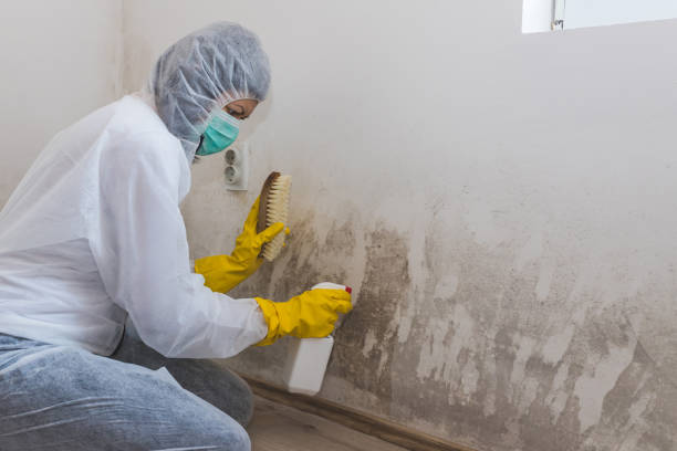 Best Mold Removal Company Near Me  in Ben Wheeler, TX