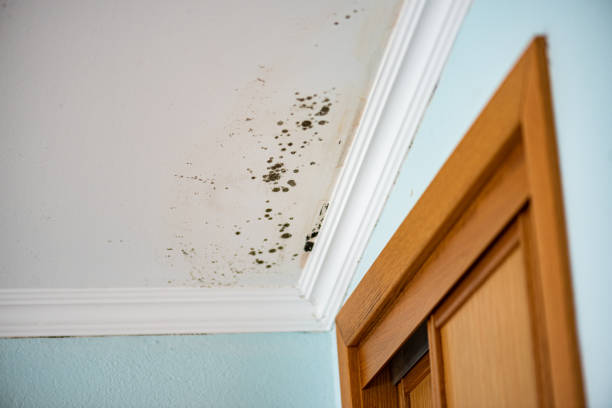 Best Attic Mold Removal  in Ben Wheeler, TX