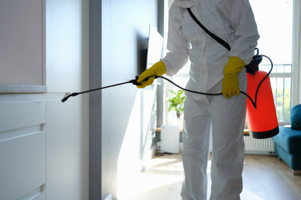 Best Emergency Mold Removal  in Ben Wheeler, TX