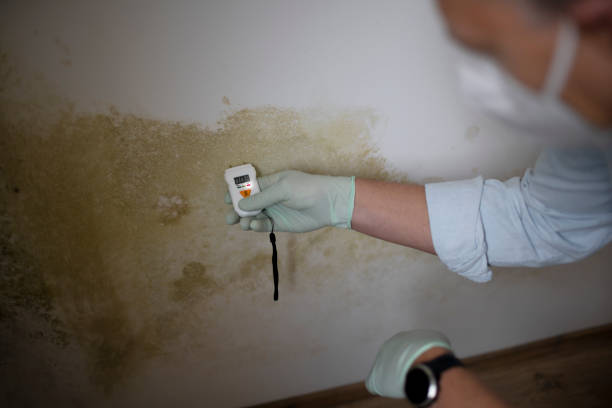 Best Water Damage Restoration  in Ben Wheeler, TX
