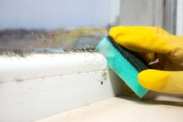 Best Mold Cleaning Services  in Ben Wheeler, TX