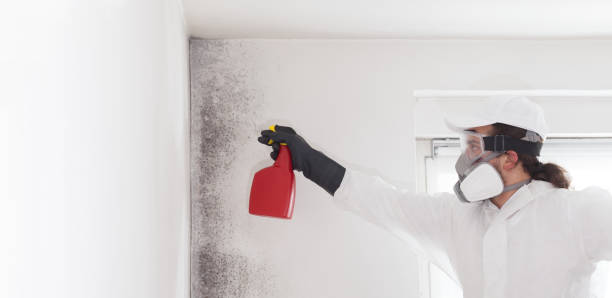 Best Mold Remediation  in Ben Wheeler, TX