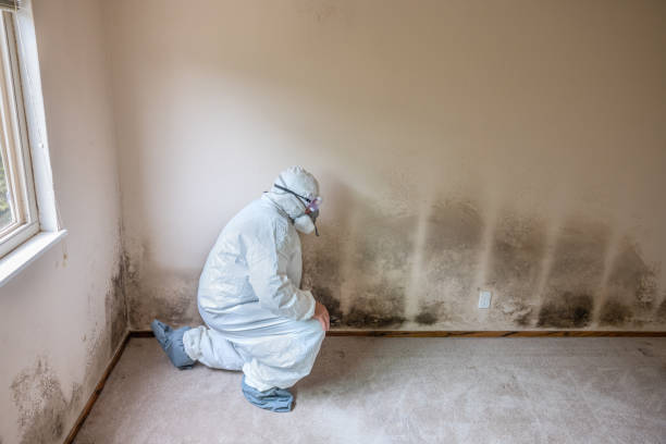 Best Residential Mold Removal  in Ben Wheeler, TX