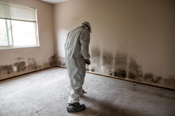 Best Affordable Mold Removal  in Ben Wheeler, TX