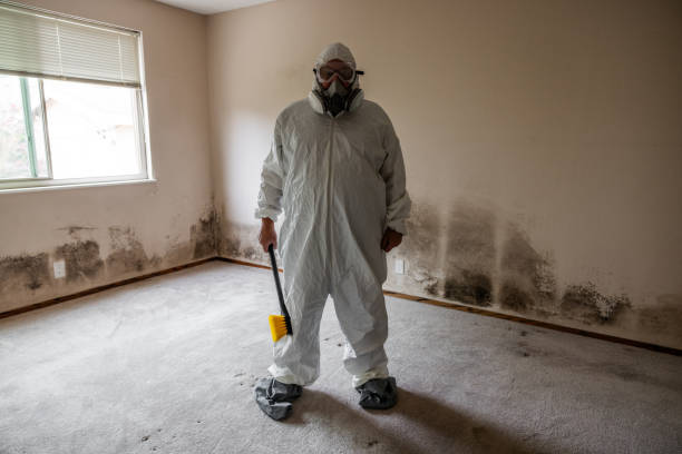 Best Local Mold Removal Service  in Ben Wheeler, TX