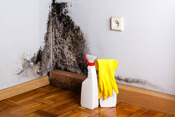 Best Mold Removal Company Near Me  in Ben Wheeler, TX