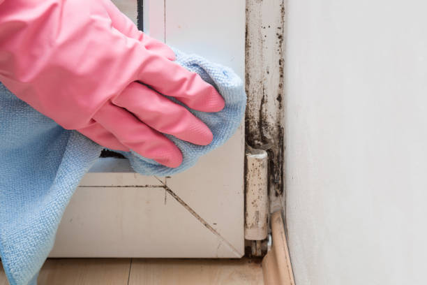 Best Black Mold Removal  in Ben Wheeler, TX