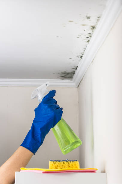 Best Mold Testing  in Ben Wheeler, TX